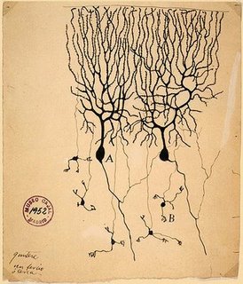 Ilustración de Cajal (neuronas)